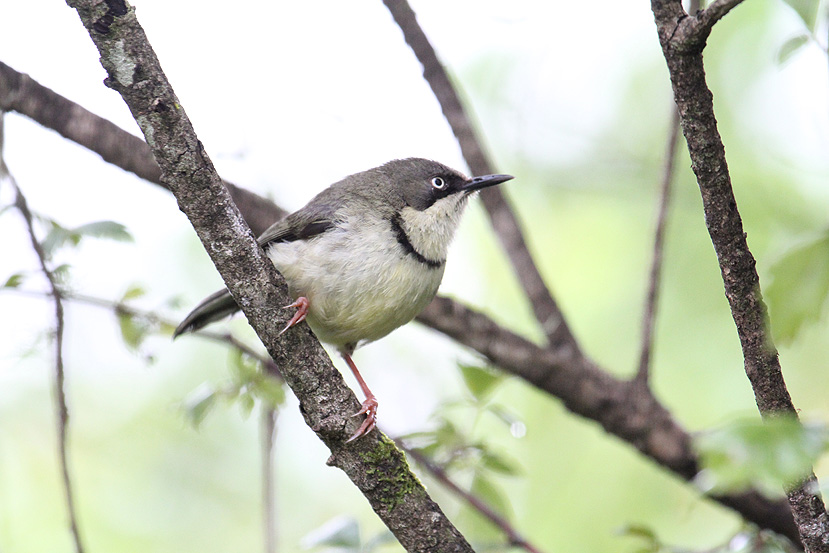 Bar-throated Apalis_3848.JPG