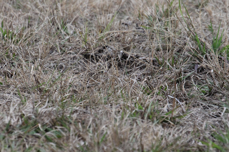 Smiths Longspur_0209.JPG