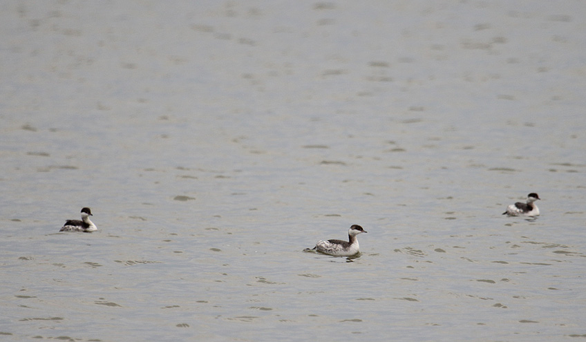 Horned Grebes_0429.JPG