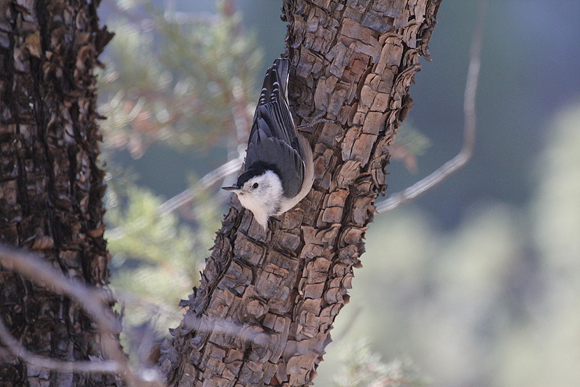 White-breasted Nuthatch_1408.JPG