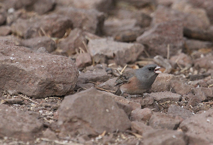 Pink-sided Junco_1482.JPG
