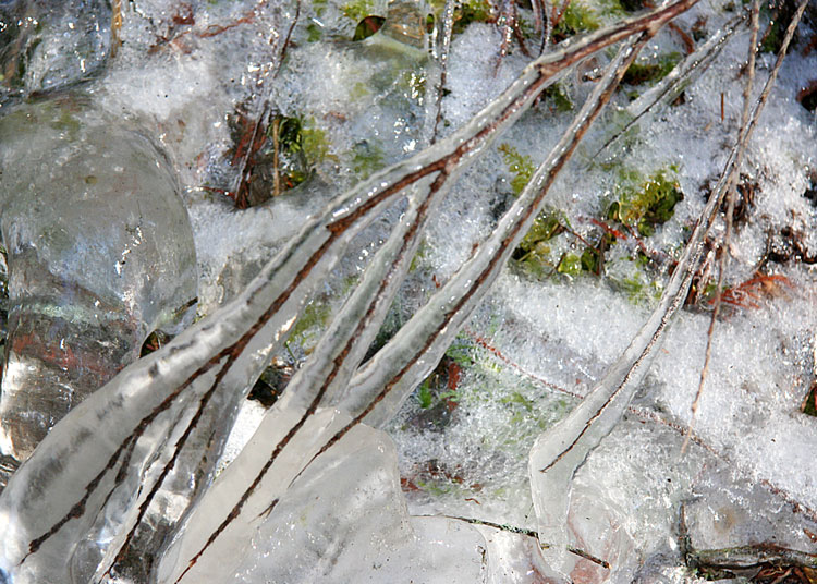 Icy Twigs