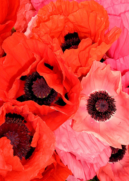 7 Market Poppies