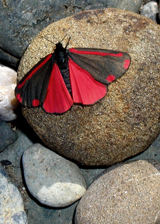 Cinnabar Moth