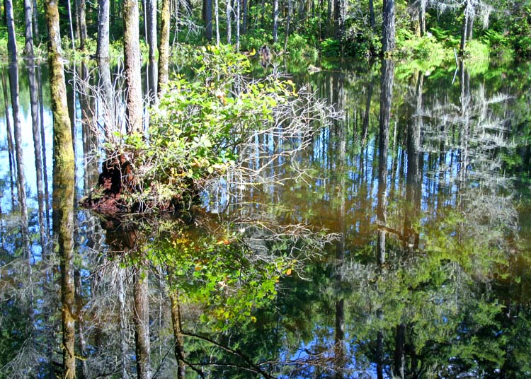 08 plant reflections