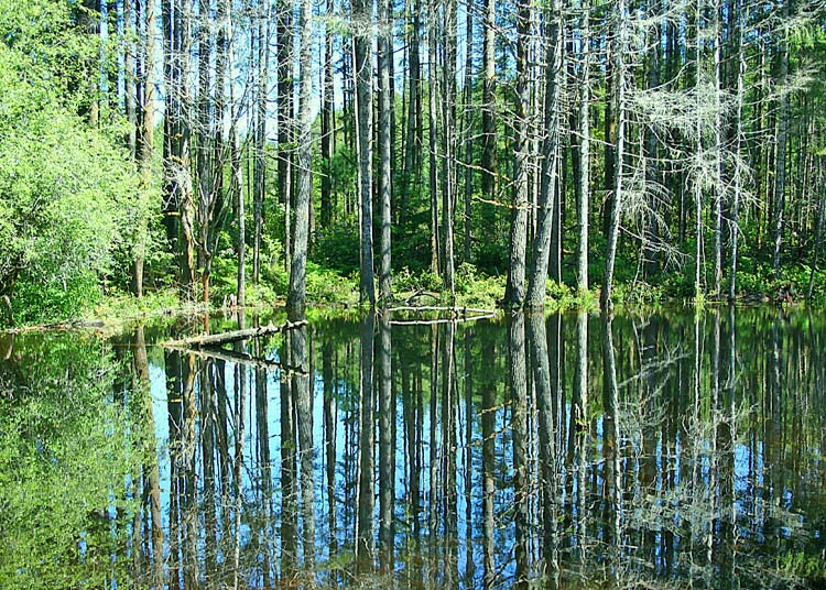 11 summer beaver pond