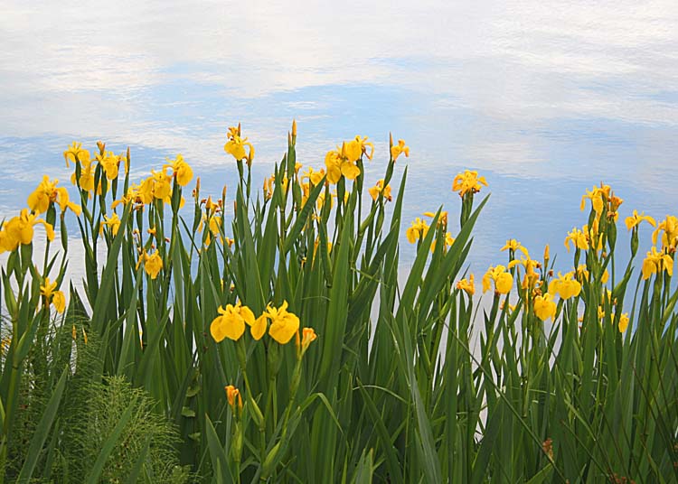 09 iris by the lake