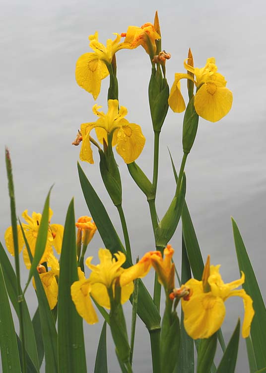 03 yellow flag irises