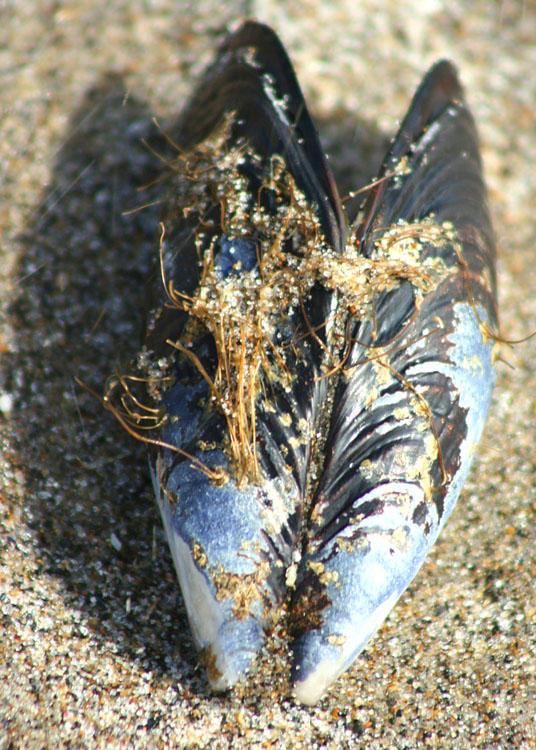 22 shell and shadow