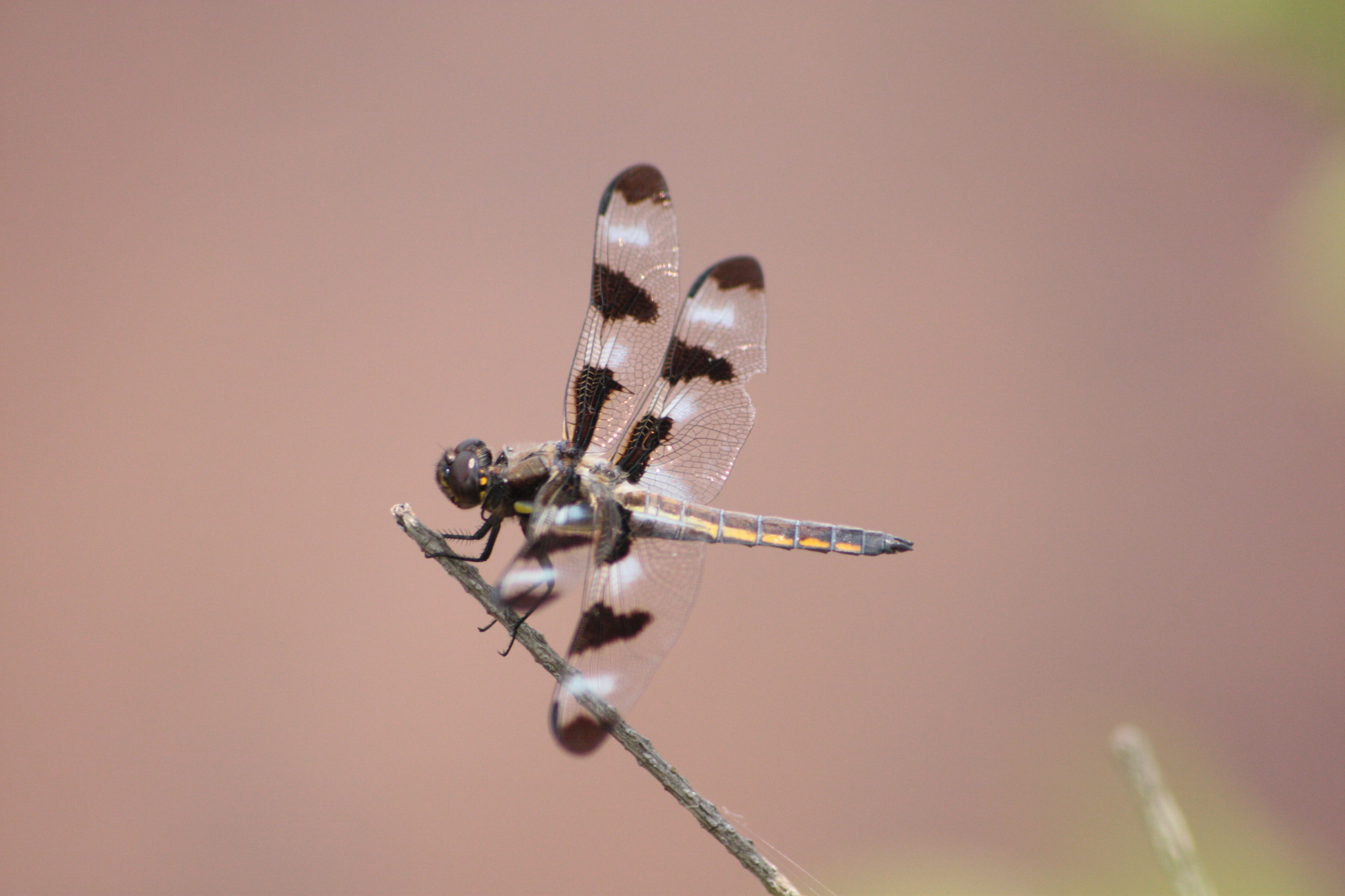 Twelve-spotted Skimmer