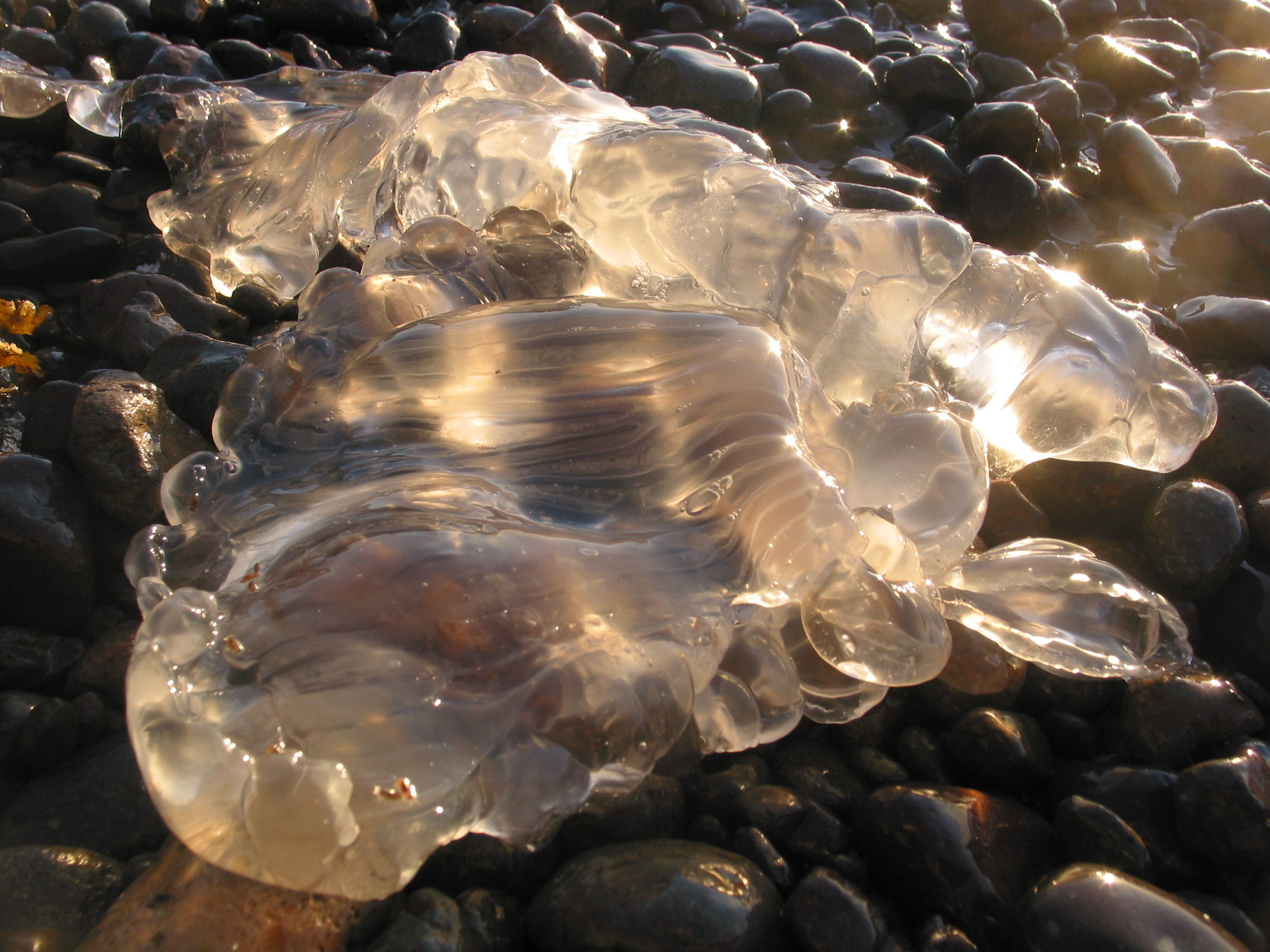 Jellyfish