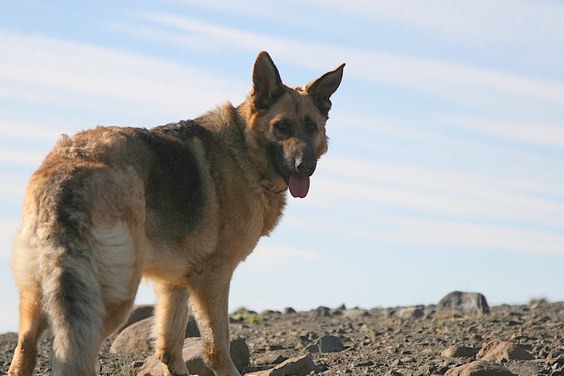 German Shepherd Dog