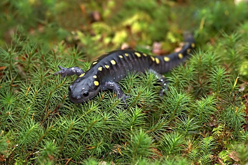 Spotted Salamander