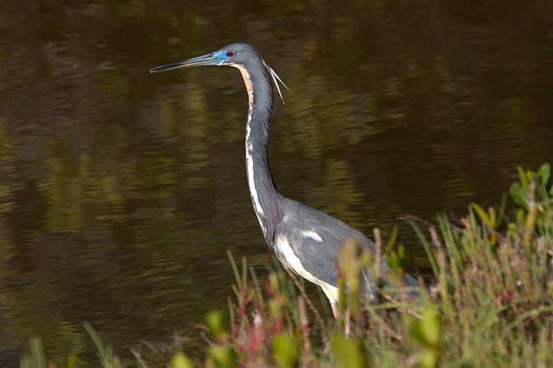 Tricolored Heron