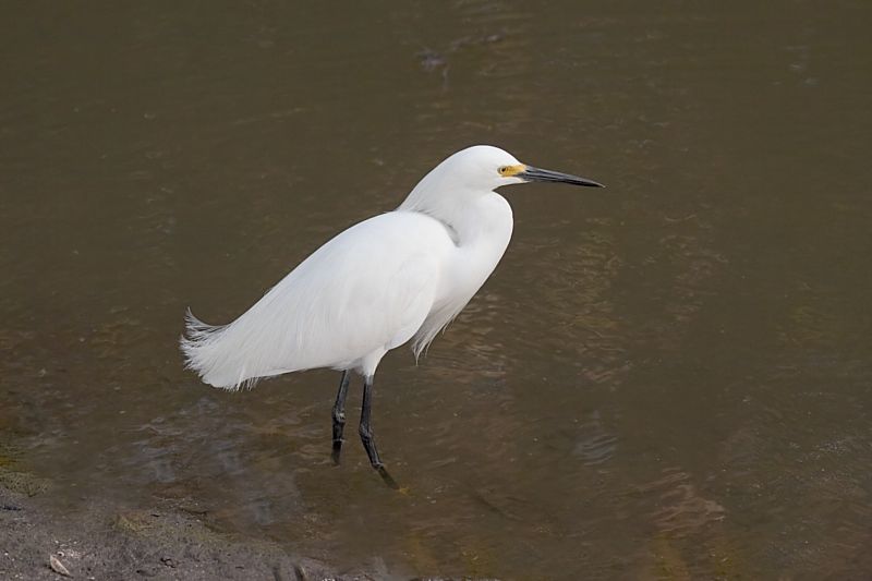 Snowy Egret