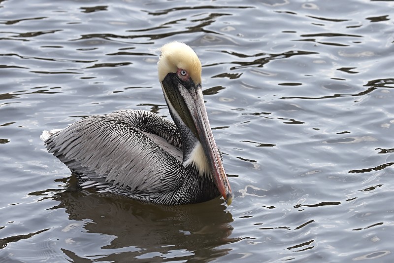 Brown Pelican