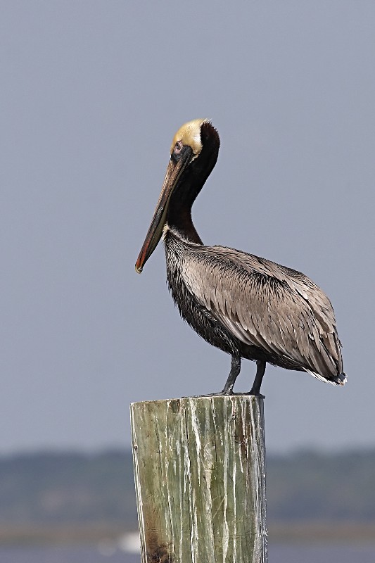 Brown Pelican