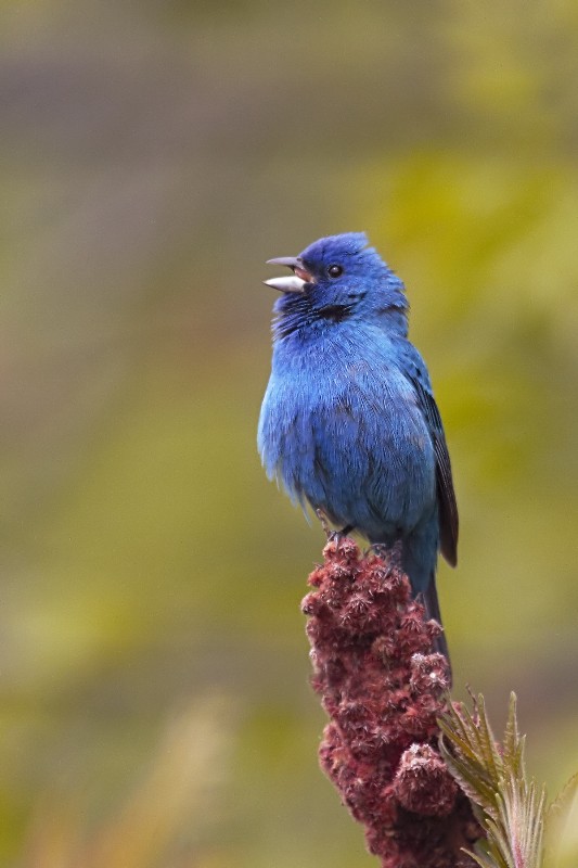 Indigo Bunting