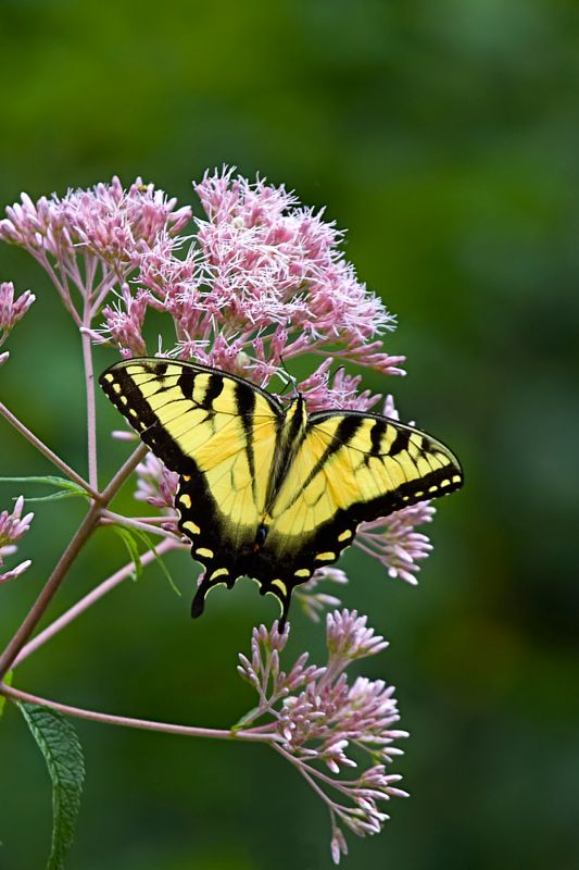 Tiger Swallowtail Butterfly on Joe-Pye Weed
