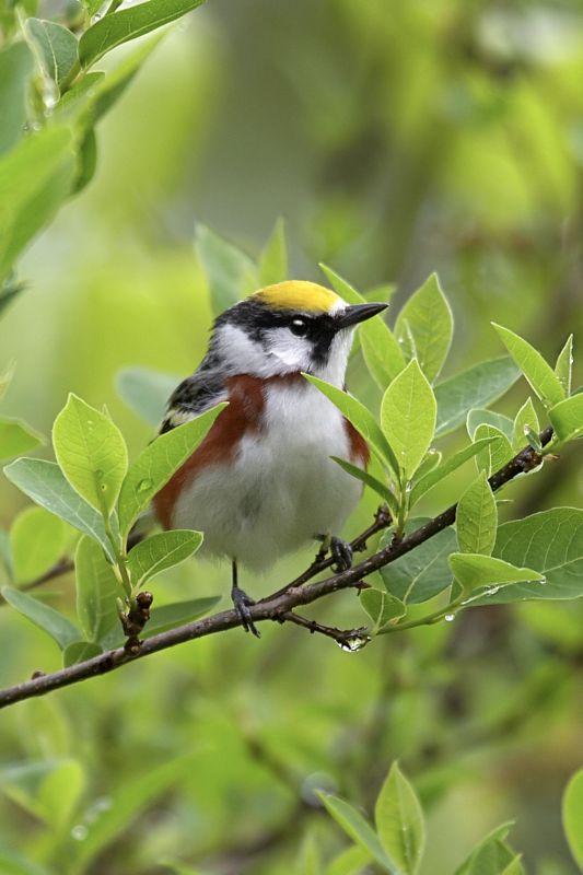 Chestnut-sided Warbler