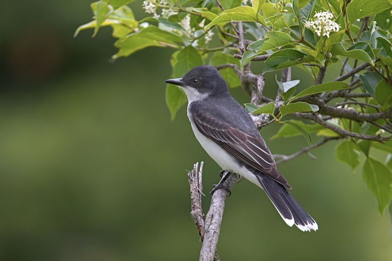 Eastern Kingbird