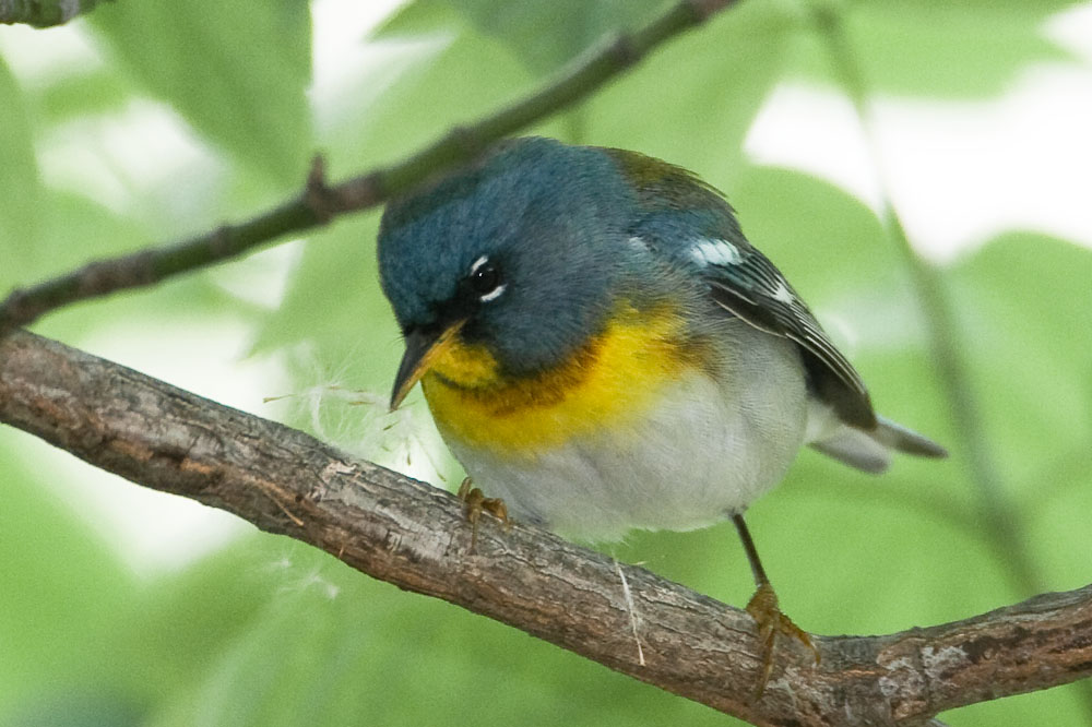 Northern Parula w/ nesting material