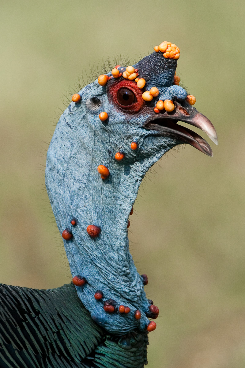 Oscellated Turkey (Tikal)