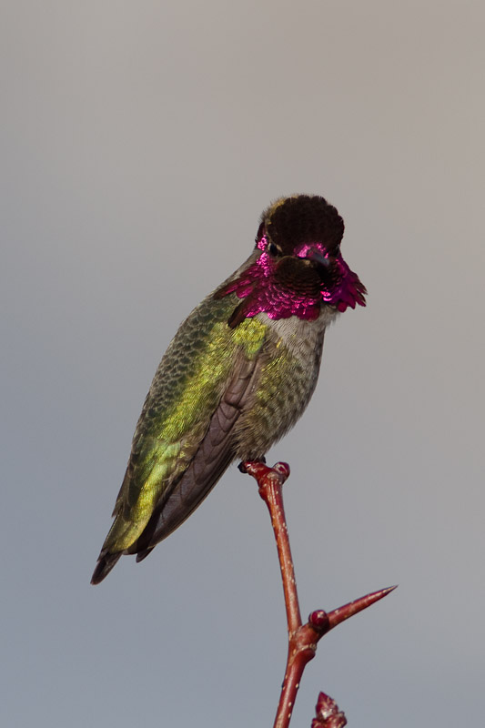 Annas Hummingbird