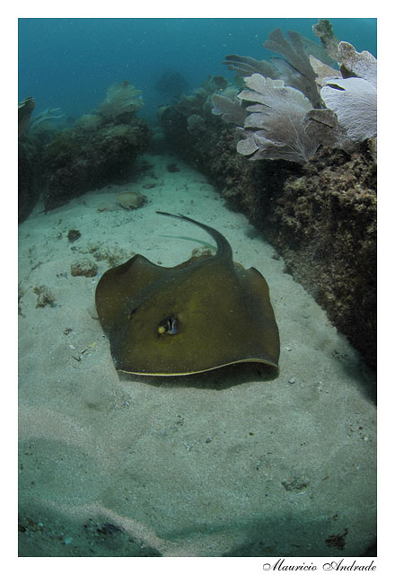 Peixe Grande Angular