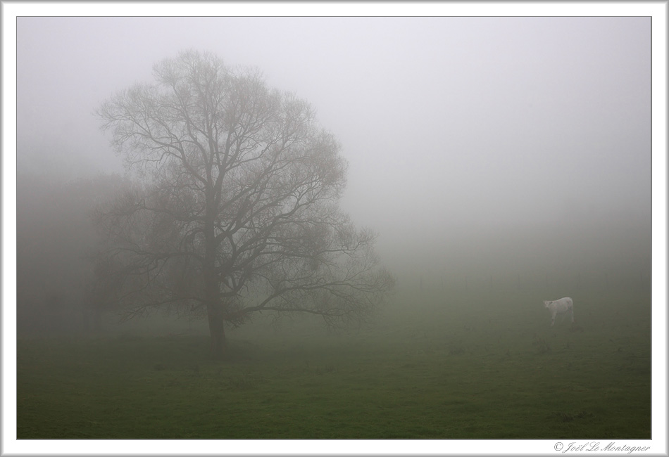 Foggy day (2)