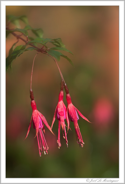 Flowers for F