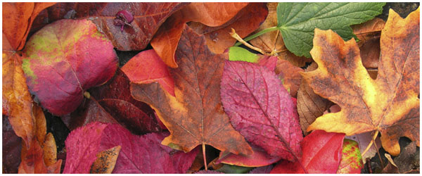 Chizuko Farley: Fall Collection