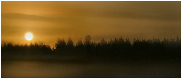 Cindee Berry: Fog Rising