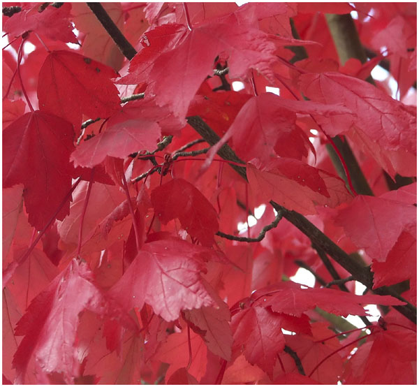 Don Cooper: Fall Leaves