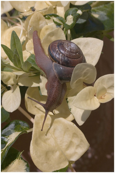 Jon Root: At a Snails Pace