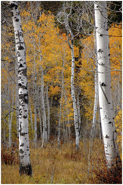 Norm Babcock: October Aspen