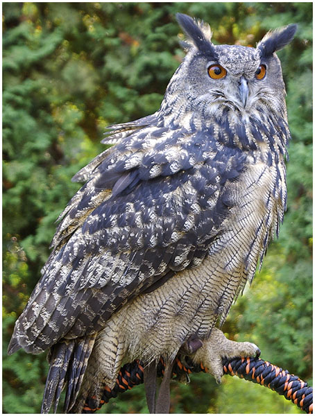 Sue Hylen: An Owl Named Bu