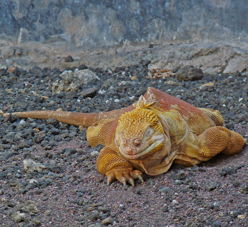 Land Iguana