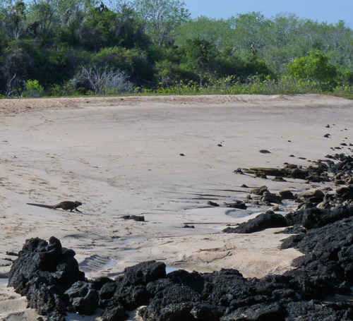 Black Lava Rocks as we approach Dragon Hill