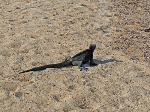 Marine Iguana