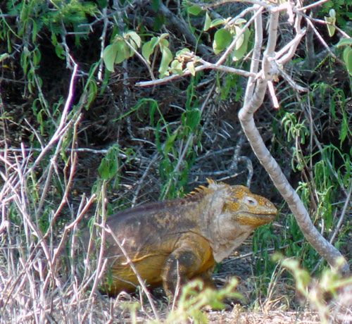 Land Iguana