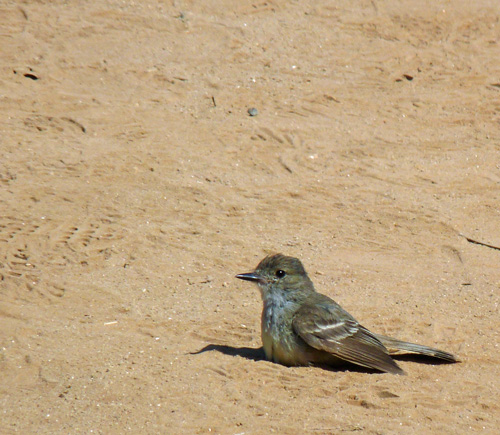 Galapagos Flycatcher