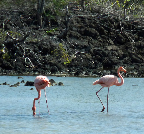 Flamingos feeding