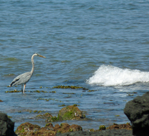 Great Blue Heron Feeding