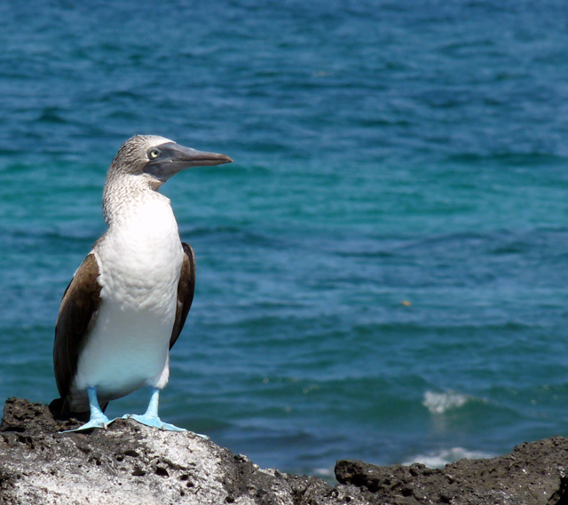 A Blue-footed Boobie Greets Us