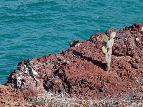 Cacti will grow anywhere