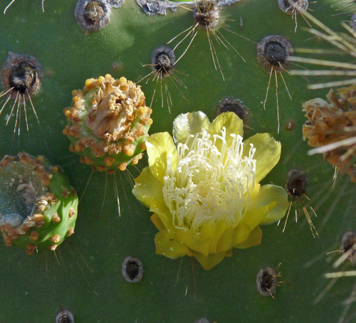 Pear Cactus Flower, the Land Iguana's favourite meal