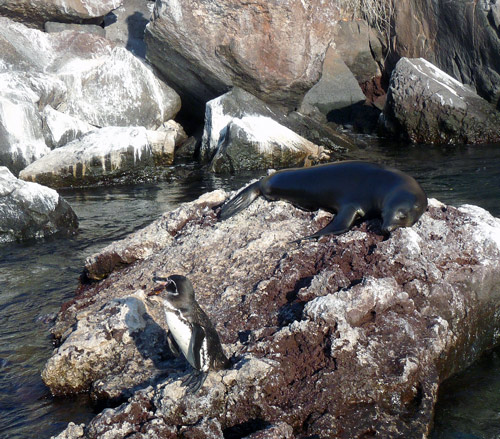 Sea Lion & Penguin have a territorial spat