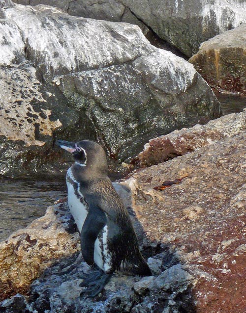 Chased off rock by sea lion