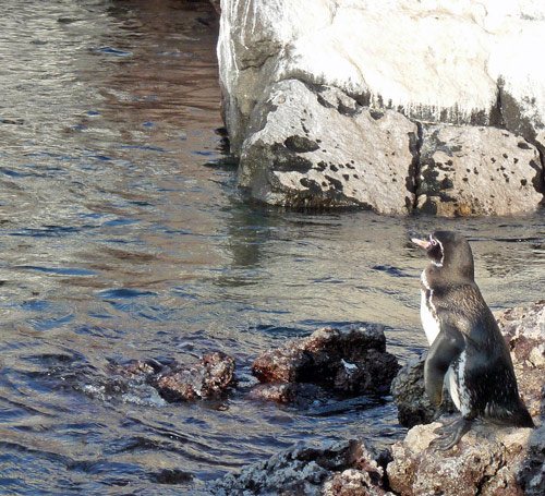 Penguin hammered sea lion